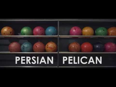 Persian Pelican - Pastoral