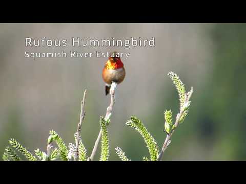 Rufous Hummingbird 2020