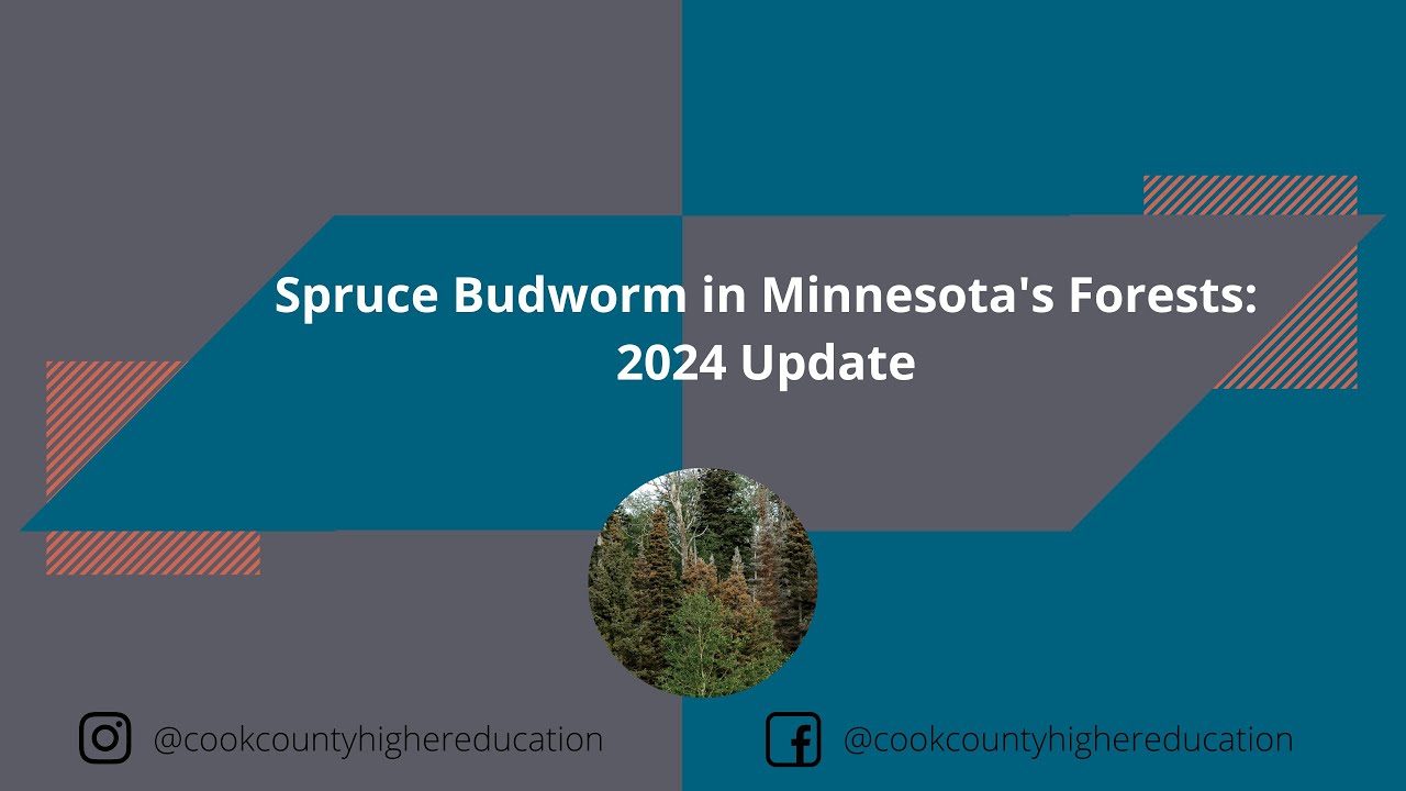 Spruce Budworm in Minnesota's Forests: 2024 Update