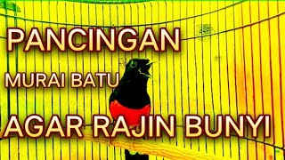 Download lagu EMOSI MURAI BATU GACOR SANG LEGENDARIS!! mp3