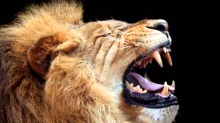 Lion Roar 2 - Sound Effect