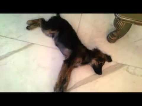 Charlie 3 Months German Shepherd puppy PLAYING DEAD