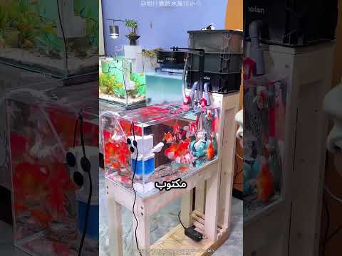 بينضف حوض السمك بطريقة مميزة #viral