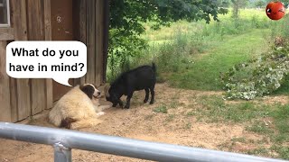 InsideOutTales - Goat testing a dog`s patience