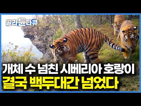30마리에 불과했던 호랑이 600마리로 개체 수가 늘어나면서 결국 한반도로 넘어왔다, 현재 북한에 있다는 시베리아 호랑이｜호랑이의 귀환｜다큐프라임｜#골라듄다큐