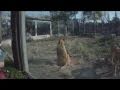 Liger Fight