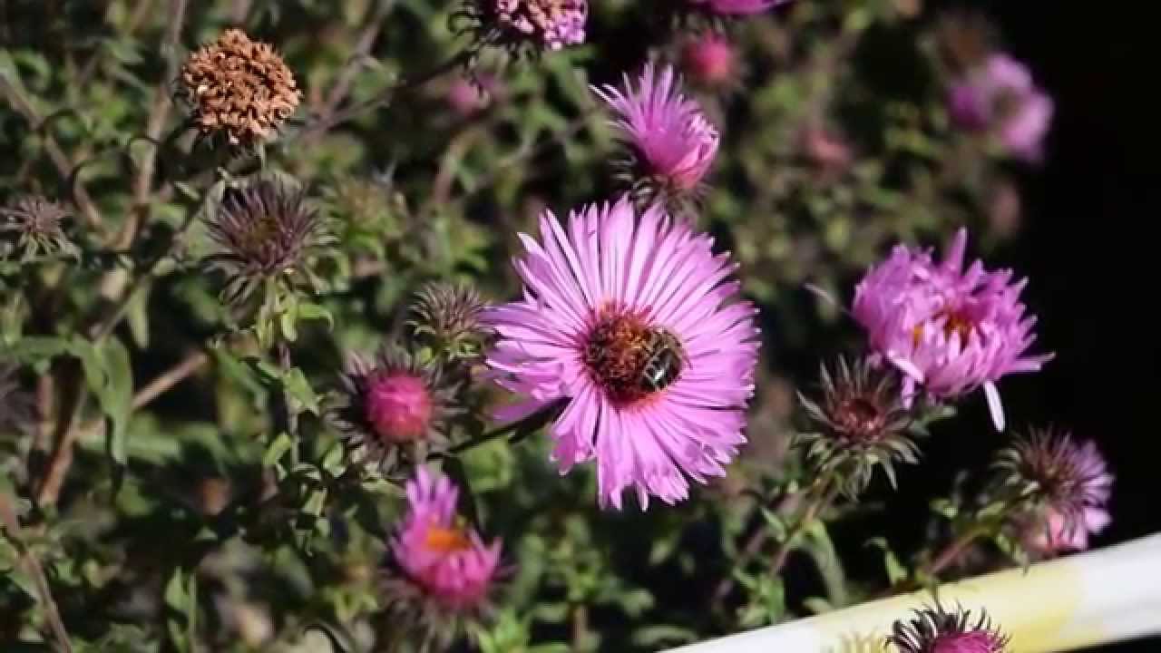 Архив_Nikon 18-55mm f/3.5-5.6G AF-S VR II DX Zoom-Nikkor