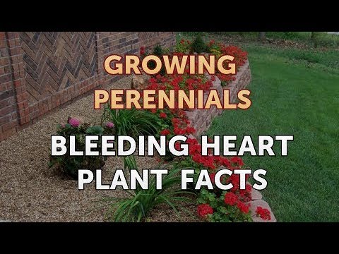 Can I Propagate a Peony From a Cutting