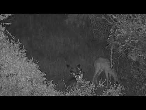 Djuma: Impalas resting in the night - 01:40 - 04/06/19