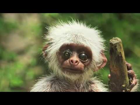 Spione im Tierreich - Trailer [HD] Deutsch / German (FSK: INFO-Programm)