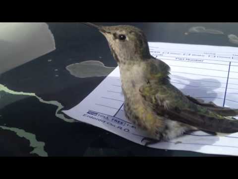 download lagu mp3 mp4 Hummingbird Back, download lagu Hummingbird Back gratis, unduh video klip Hummingbird Back