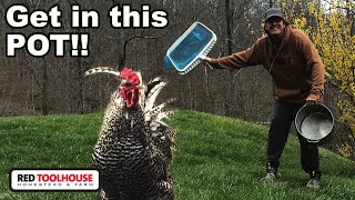 What We Do with OLD Roosters on the Farm