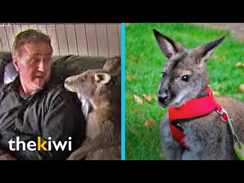 Keeping a kangaroo as a pet?