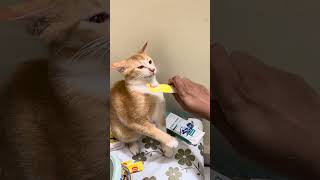 🥰🥀💟#cats #simmba #funnyanimal #pets #catvideos #catfunny #cute #cat #11
