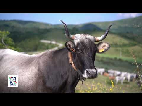 A LAURENZANA L'ANTICO RITO DELLA TRANSUMANZA - 14/06/2022