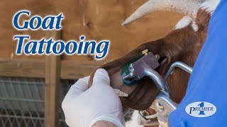 Goat Tattooing