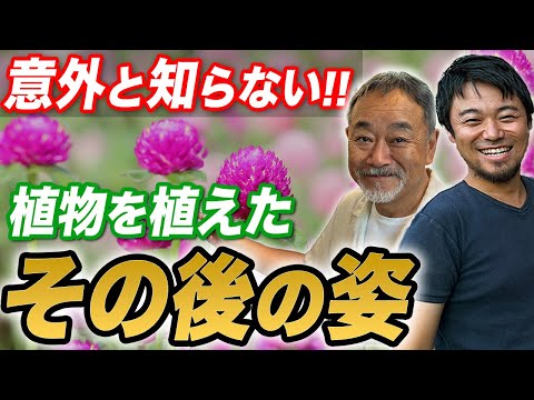 かわいいつる植物のギャラリーに飛び込み、壁を隠す常緑植物を選択してください!  庭園