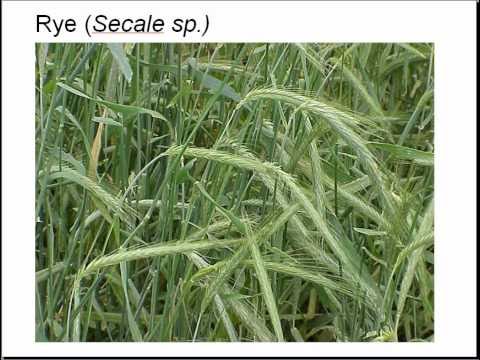 download lagu mp3 mp4 Weed It And Reap Vol2 Part2, download mp3 Weed It And Reap Vol2 Part2 free download mp3, download mp3 Weed It And Reap Vol2 Part2