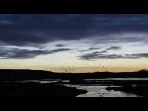 Sandhill Crane Fly-in, Lewellen, Nebraska