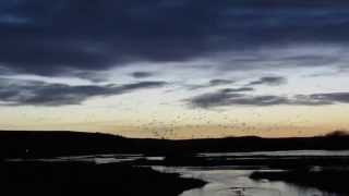 preview picture of video 'Sandhill Crane Fly-in, Lewellen, Nebraska'