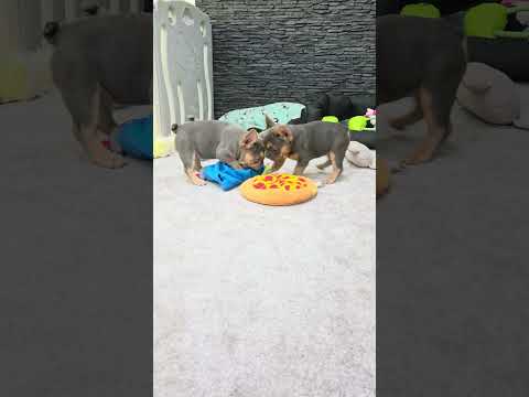 Video 1