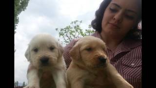 Satılık Yavru Köpekler Kocaeli 0536 651 81 81