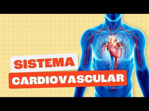 Cardiovascular System - All Matter