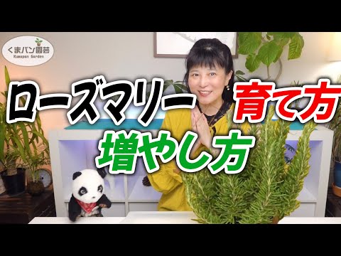 家庭治療 スギナ 肥料 うどんこ病 粉末 白ローズマリーの葉 白腐れ 白病