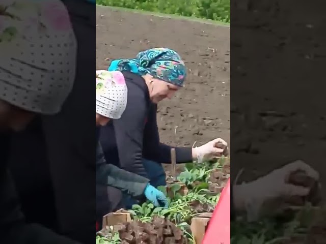 Сажают капусту в селе Аксу Буинского района