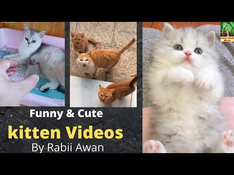 Cuteness overloaded beautiful kittens || Rabii Awan