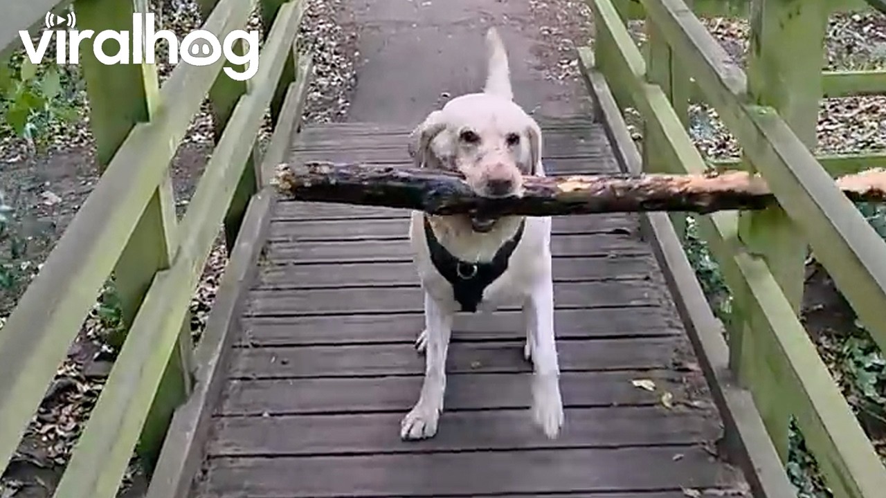 Clever Labrador Walks Backwards to Get a Giant Stick Across a Bridge || ViralHog