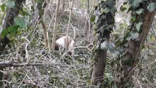 preview picture of video 'Il Granaio dei Malatesta Elisa addestramento nel bosco/ truffle training in the forest'