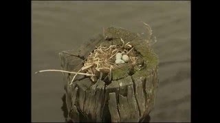 Серебряный ручей силиконовые приманки