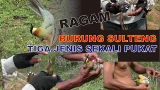 Download lagu Mantap...,Tiga Jenis Burung Sekali Tebar mp3