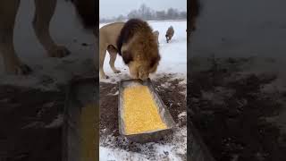 The Humorous Lion Guarding Corn and the Panicked Hyena Pack