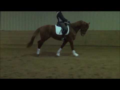 3j. Hengst von Londontime- Riverside- Cabaret