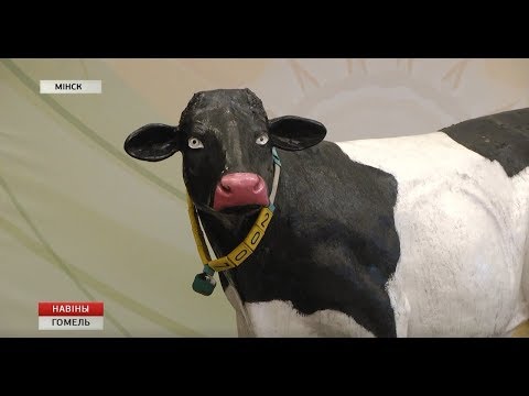 "Сила в кукурузе". Делегация Гомельской области съездила в столицу на научную конференции  видео