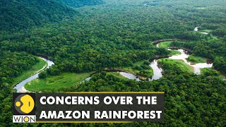 Why is Amazon Rainforest disappearing? 20% of rainforest destroyed in last 50 years | English News