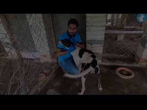 Rescuing Oscar and Luna: How We Saved Two Angels from Tragedy!