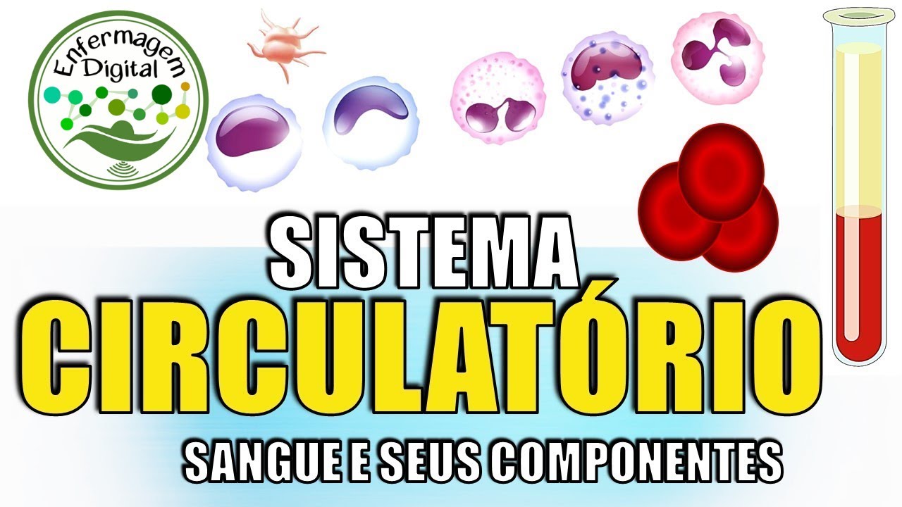 Sangue: Conheça os componentes vitais do sistema circulatório!