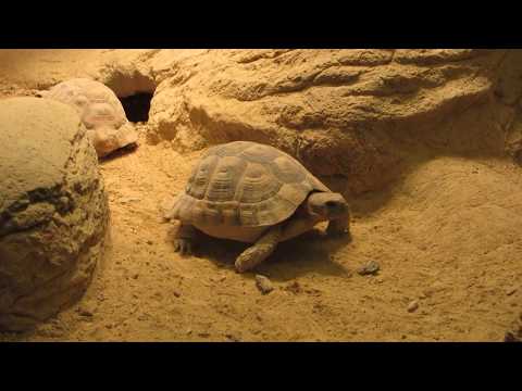 Blijdorp januari 2014 - Actief land schildpadje / Active land turtle