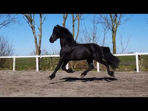 Stal Okkema's Bob Douwe - Jehannes x Ulke - star stallion - 2016