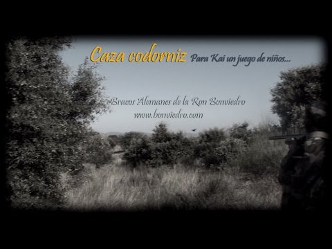 CAZA de CODORNIZ. ESPECTACULAR lance – Bracos Alemanes de la Ron Bonviedro. – bonviedro.com