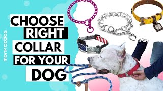 How to choose right COLLAR for your dog. Pros and Cons EXPLA