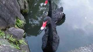 preview picture of video 'Black Swan@Hikone Castle / 彦根城のコクチョウ'