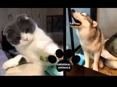 Original Animals #13. CUTE AND FUNNY ANIMALS VIDEO/ МИЛЫЕ И СМЕШНЫЕ ЖИВОТНЫЕ.