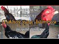 QUALITY PAKHOY CHICKEN