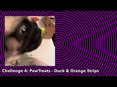 Lilibeth the finicky pug treat challenge