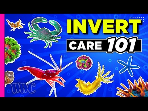 Inverts the 24 hour Aquarium Janitors