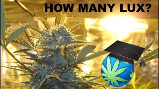 How Many Lux Does Cannabis NEED At Canopy? + Digital Illuminance Meters Overview